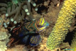 Mandarin Fish - Manado,Indonesia-F90X+105mm by Acquadro Clemente 